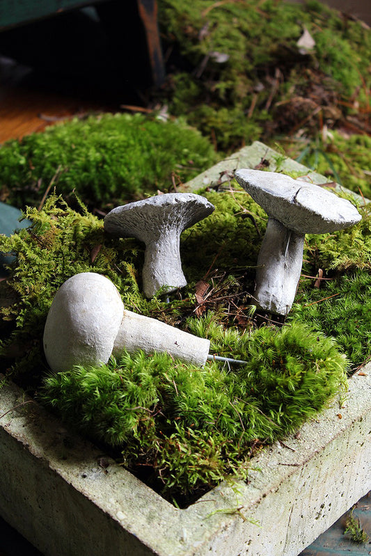 Mushroom Trio |6|